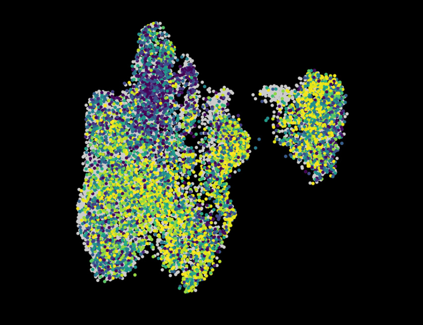 a group of splenic T cells