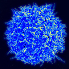 T Cell