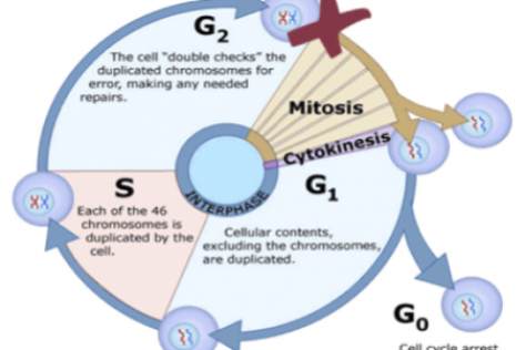 Diagram of cell cycle