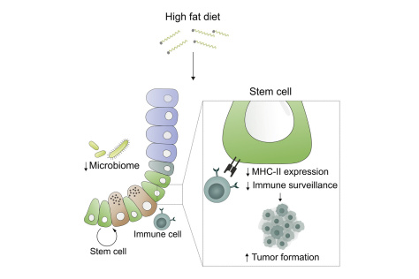 Diet and cancer diagram