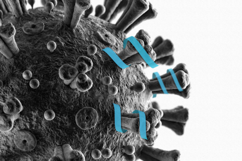 illustration of peptide that can bind to part of the coronavirus spike protein