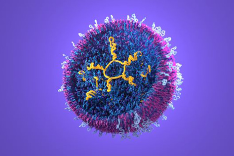 a ring of mRNA molecules with 5 double helix prongs inside a spheroid nanoparticle