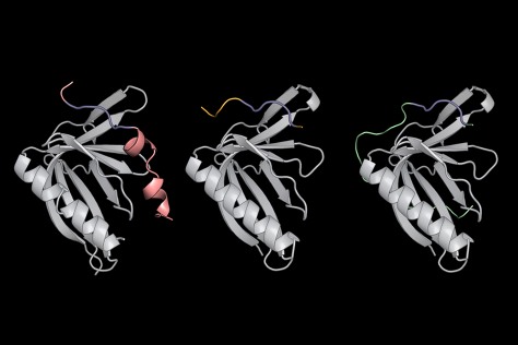 diagrams of synthetic molecules interacting with ENAH