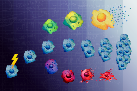 illustration of a cancer cell being "zapped" with chemotherapy, and then cell lines branching off into fried egg-shaped senescent cells, normal cells, and dying cells